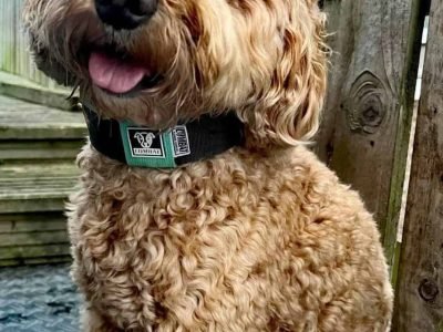 Heavy Duty Dog Collars - Combat Canine Supplies New 2 (1)