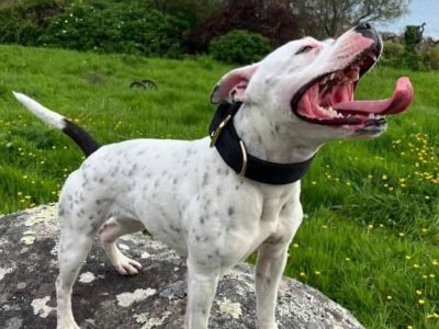 Heavy Duty Dog Collars - Combat Canine Supplies